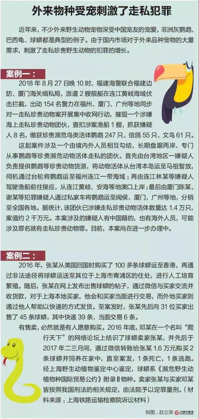 案例|“大胆商家”发现商机，竟网售世界上最聪明的鸟？