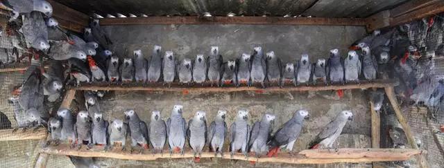 案例|“大胆商家”发现商机，竟网售世界上最聪明的鸟？