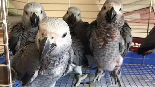 案例|“大胆商家”发现商机，竟网售世界上最聪明的鸟？