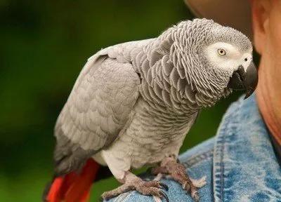 案例|“大胆商家”发现商机，竟网售世界上最聪明的鸟？